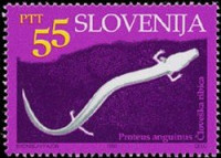 SLOVENIJA - (MI.62)  ČLOVEŠKA RIBICA