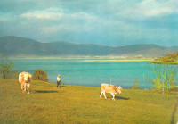 CERKNICA - Krave ob jezeru