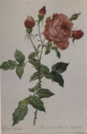 Cvetja-vrtnice 10 kos. Prodam v kompletu za 5 evrov ali menjam