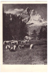 JALOVEC RAZGLEDNICA - POSLANA 1949