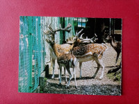 Jelen Damjek.ZOO Ljubljana