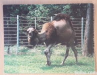 Kamela Živalski vrt Ljubljana nepotovana razglednica