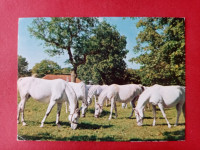 Lipica,konj,horse