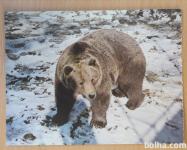 Medved Živalski vrt Ljubljana nepotovana razglednica