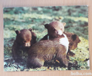 Medvedki Živalski vrt Ljubljana nepotovana razglednica