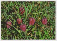 Močvirski tulipan ali logarica