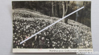 PLANINA POD GOLICO NAD JESENICAMI