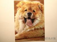 Razglednica psa CHOW CHOW