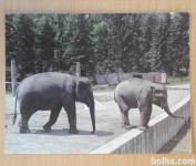 Slon Živalski vrt Ljubljana nepotovana razglednica