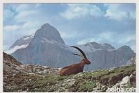 Triglav, Kozorog s Triglava