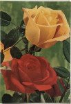 Vrtnice-10 poslanih razgl.prodam v kompletu za 6 evrov