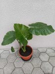 ADAM Alocasia macrorrhiza