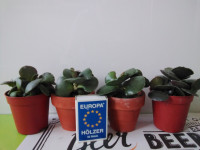 Adromischus cooperi, sukulent