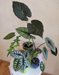 Alocasia, Alokacija - Regal Shield, Platinum, Tandurusa, Silver Dragon