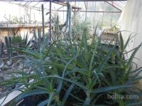 Aloe Arborescens - Aloa vera Arborescens