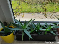 Aloe vera