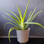 Aloe vera v loncu, ca 30 cm
