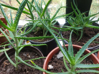 Aloja