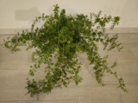 Asparagus – špargljeva praprot