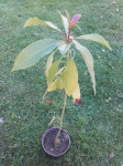 Avokado - sadika (avokadovec Persea americana)