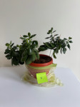 CRASSULA - DREVO DENARJA, B
