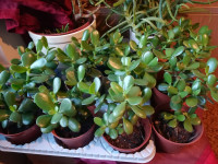 Crassula ovata