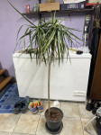 Dracaena angustifolia velikost 90cm s koritom.