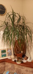 Dracena marginata