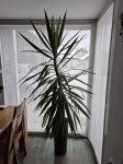 Drevo življenja Yuka 230 cm prodam