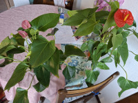 Flamingovec - prodam za simbolično ceno