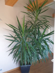 JUKA - jucca, drevo življenja, 270 cm
