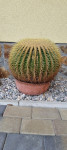 Kaktus (ferocactus, sedež za taščo), star 40 let, premer 45cm