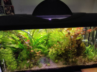 Komplet akvarijskih rastlin 15 kom, akvarijske rastline za akvarij