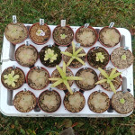 Mehiške mastnice (Pinguicula)