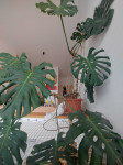 Monstera, 10 let stara - 170 cm
