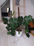 Monstera 120cm, z loncem