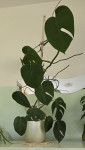 Monstera deliciosa