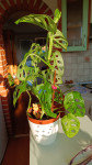 Monstera adansonii ( monkey mask)