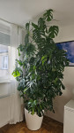 Monstera