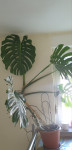 Monstera