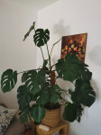 Monstera višine 150 cm
