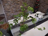 Raphidophora twtrasperma