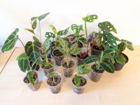 Razne sobne rastline