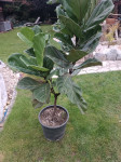 Roža, fiddle leaf, fikus, tropska rastlina