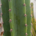 san pedro kaktus