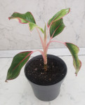 Sobna rastlina Aglaonema Siam red