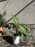Sobna rastlina - Dieffenbachia amoena