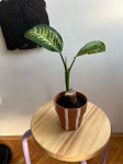 Sobna rastlina - Dieffenbachia amoena