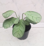 Sobna rastlina Maranta leuconeura Mint