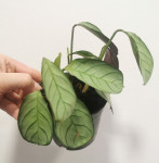 Sobna rastlina Maranta leuconeura Mint
